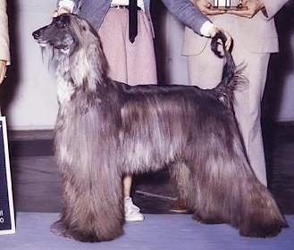 Scarabet Magic Maverick | Afghan Hound 