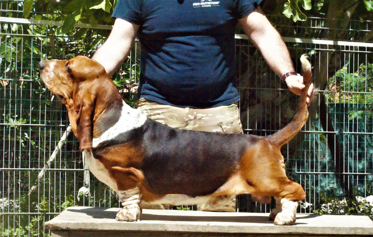 Leopoldo Lustroso da Quinta de Alfarrobeira | Basset Hound 