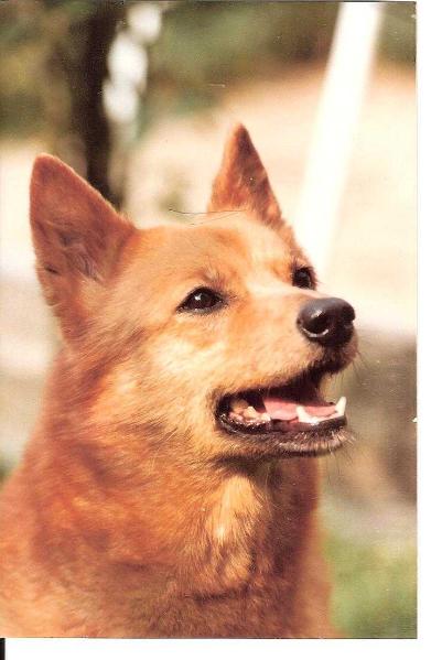 JALNA de la Cascade des Jarreaux | Finnish Spitz 