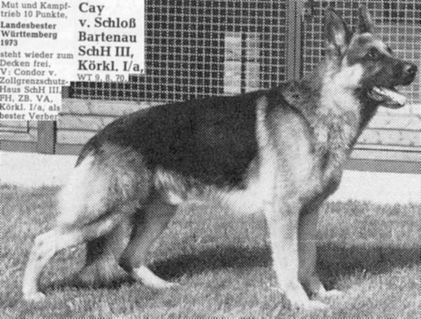 Cay vom Schloß Bartenau | German Shepherd Dog 