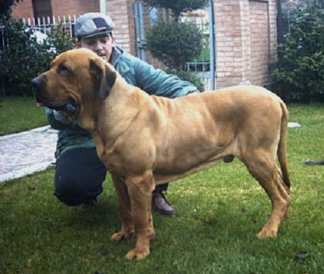 Simba | Fila Brasileiro 