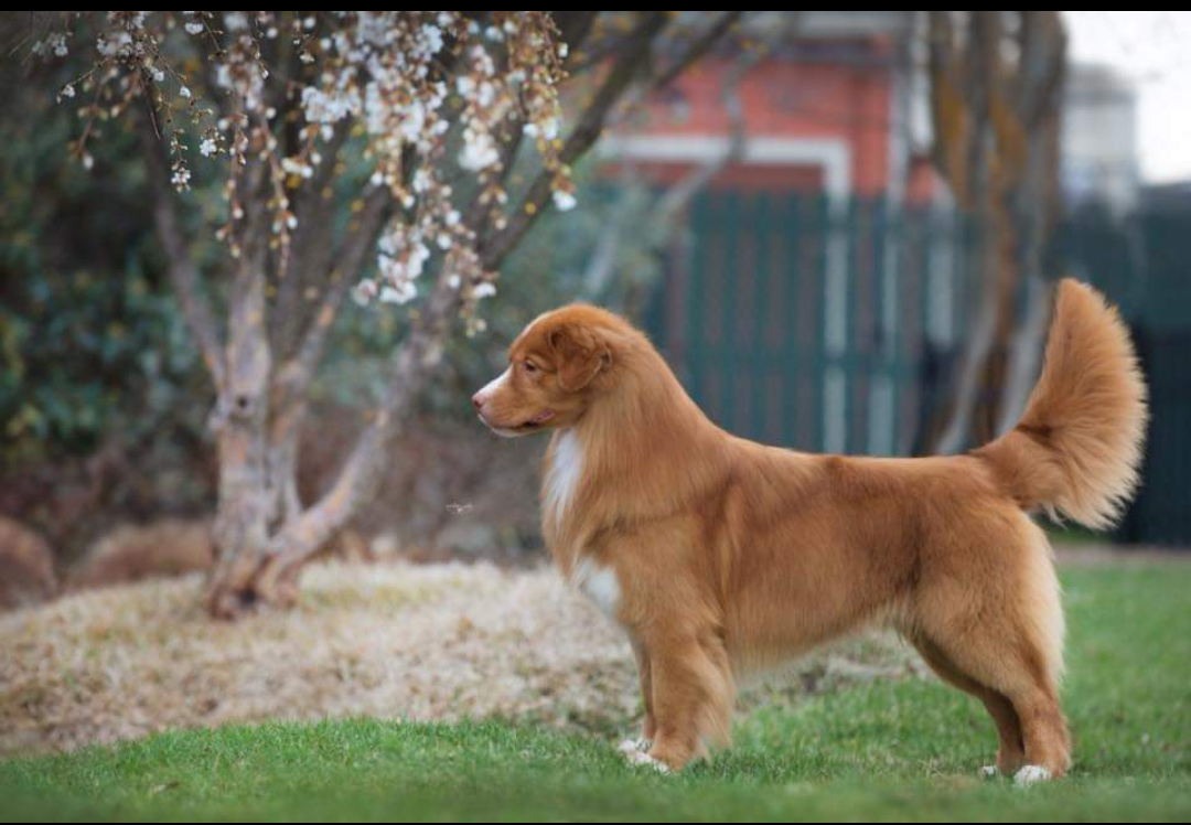 Foxbrooke's Polo Red | Nova Scotia Duck Tolling Retriever 