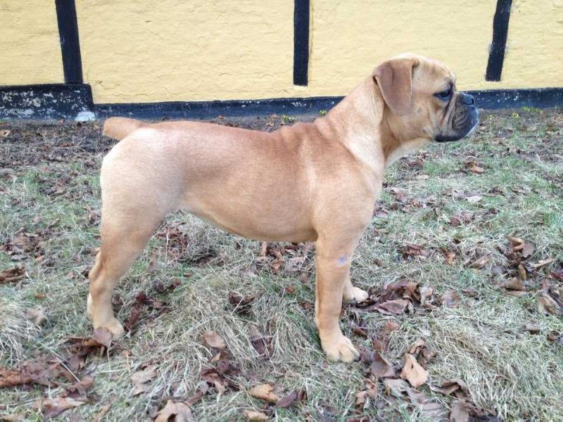 Mr. Beefy's Chocolate Cookie | Olde English Bulldogge 