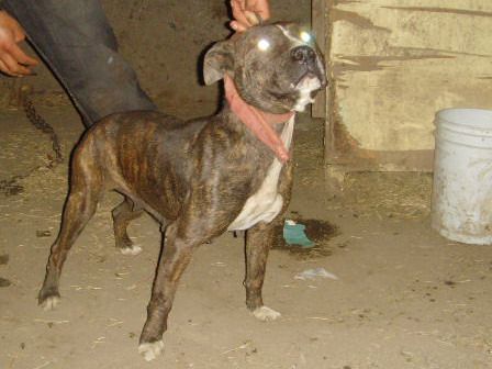 Txt's tiwi 1XW | American Pit Bull Terrier 