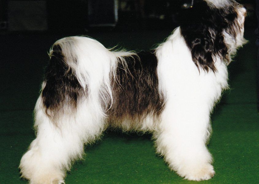 TSERING SHIPKI NIMA | Tibetan Terrier 