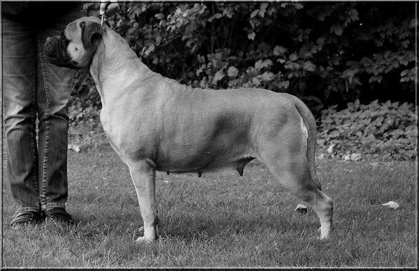 Curio Perl iz Mira Antallis | Bullmastiff 