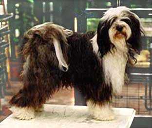 A-MAS LEGS-PA | Tibetan Terrier 