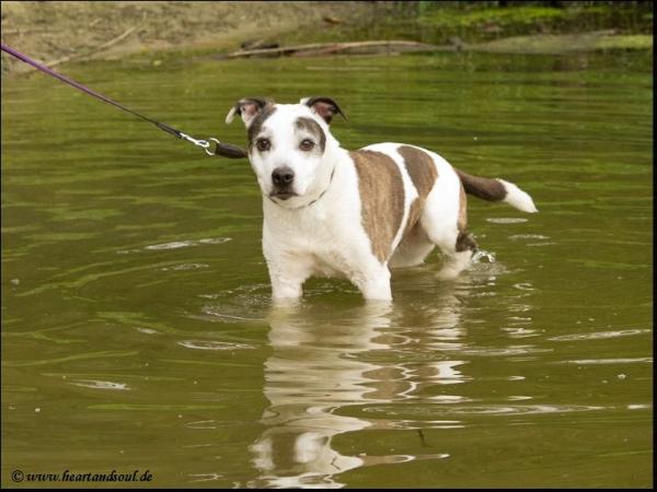 Indian Spirit´s Delaware Maggie | American Staffordshire Terrier 