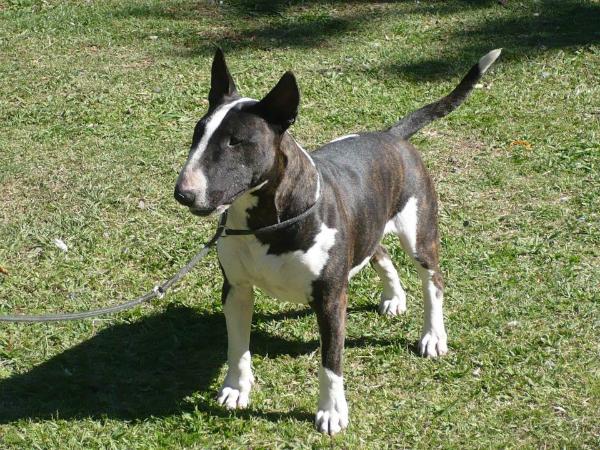 Danna de Coraje | Bull Terrier 