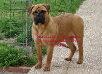 Essence of beauty des jardins d'atlantis | Bullmastiff 