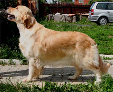 CHANEL  RAYLEAS DE L’ORFILLEC | Golden Retriever 