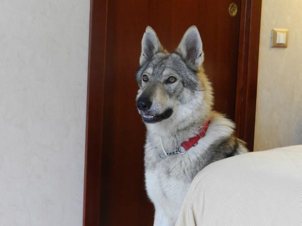 Shila | Czechoslovakian Wolfdog 