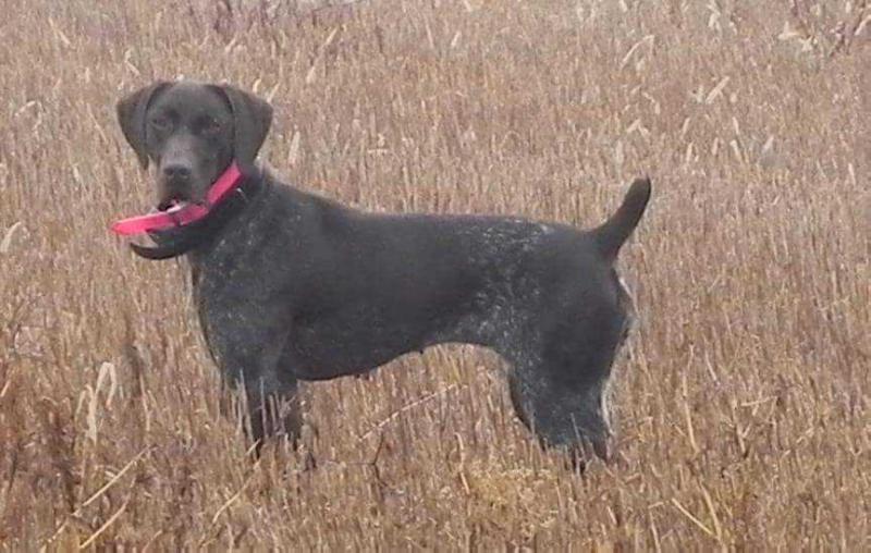 BW's Fancy Rawhide Rebel | German Shorthaired Pointer 