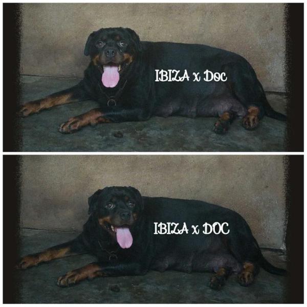 IBIZA FUSADJO | Rottweiler 