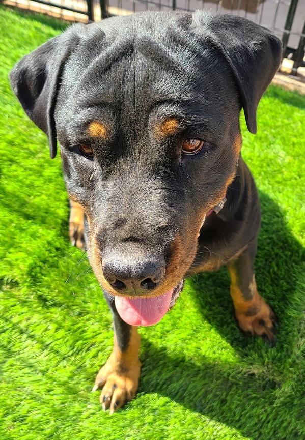 Rubin Von Stuttgart | Rottweiler 