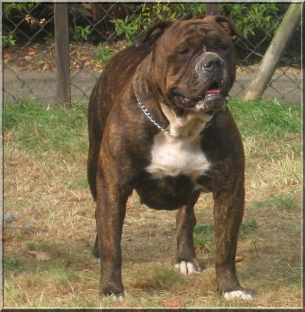 bullspirit shu of sweetlake | American Bulldog 