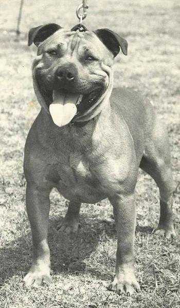 Hamason Red Rambler | Staffordshire Bull Terrier 