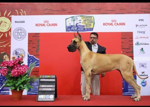 Rodney King O Perola | Great Dane 