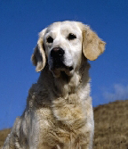 Westley Martha | Golden Retriever 