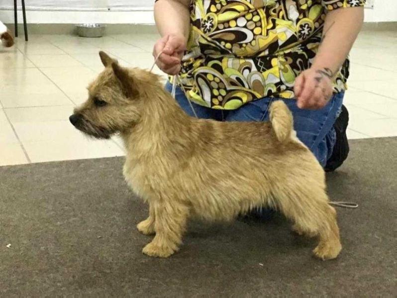 Sveliz Clap Your Hands | Norwich Terrier 