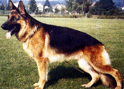 Gundo de Franquieres | German Shepherd Dog 