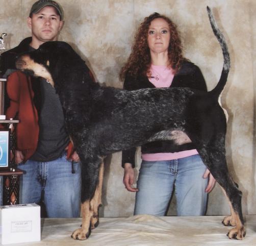 Razor Ridge Blue Advocate | Bluetick Coonhound 