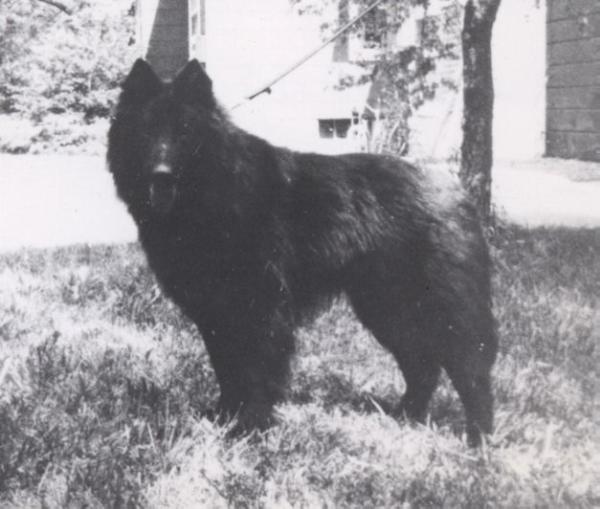 York du Boscaille | Belgian Groenendael 