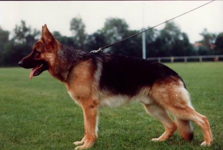 Sadon von Groß-Zünder | German Shepherd Dog 