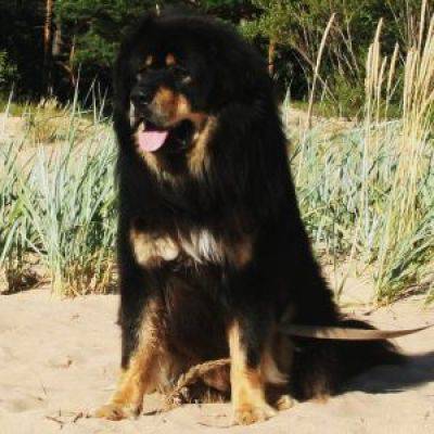 RISHIWA CHANDAN | Tibetan Mastiff 
