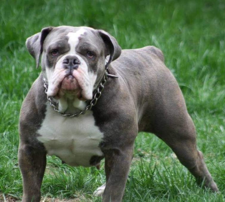 Pacific Blues Haiti | Olde English Bulldogge 