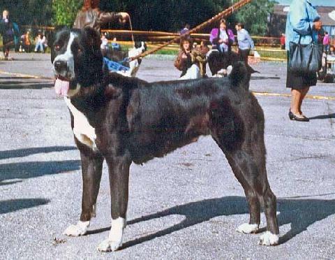 Iza Dzhan Metal | Central Asian Shepherd Dog 
