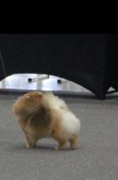 Taylor Made For Gayel | Pomeranian 