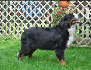 IMAGE Z DEIKOWEJ DOLINY | Bernese Mountain Dog 