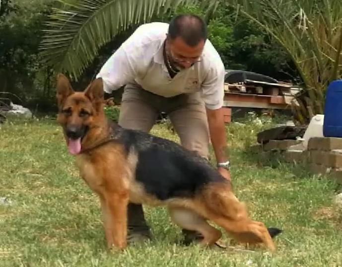 Mika vom Pizzorusso | German Shepherd Dog 