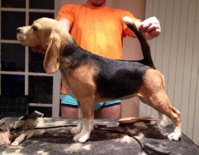 Beagelee Penny In My Pocket | Beagle 