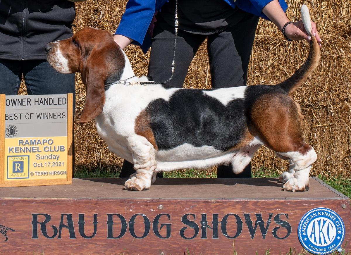 IRKIN LEXUS LONG CASTLE HOUND | Basset Hound 