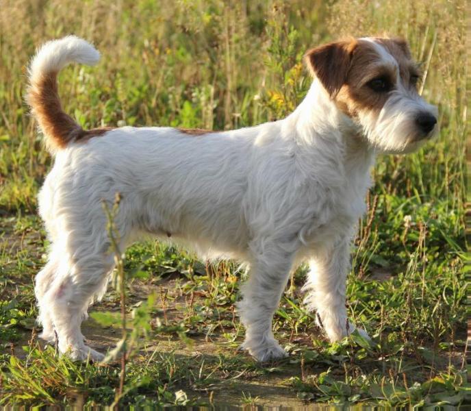 Lovely Orange Ridgina Deniels | Jack Russell Terrier 