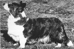 Indovan's Belinda | Cardigan Welsh Corgi 