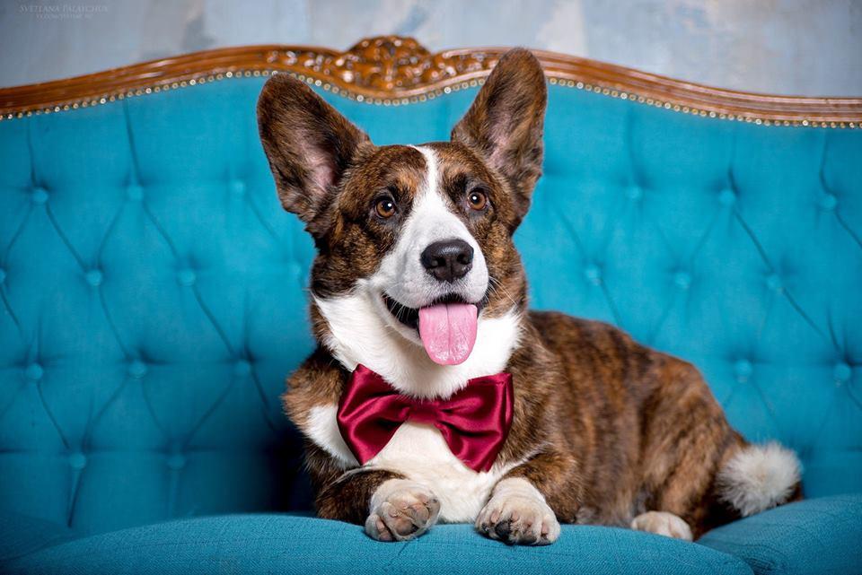 ELFBORG  JONNY DEPP | Cardigan Welsh Corgi 