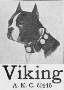 Viking AKC 081448 | Boston Terrier 