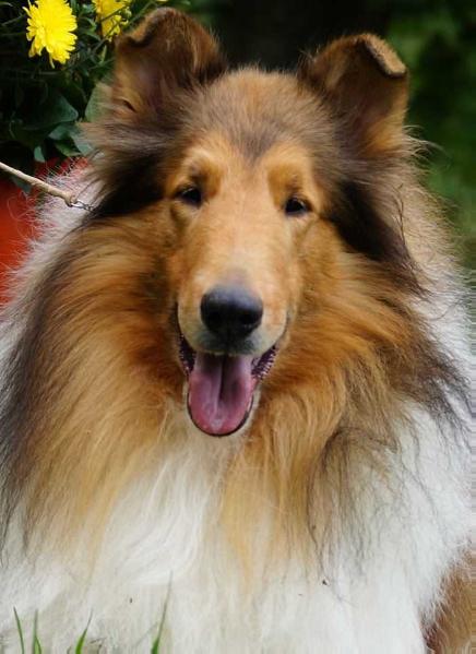 NorthUist Sunset Blvd | Rough Collie 