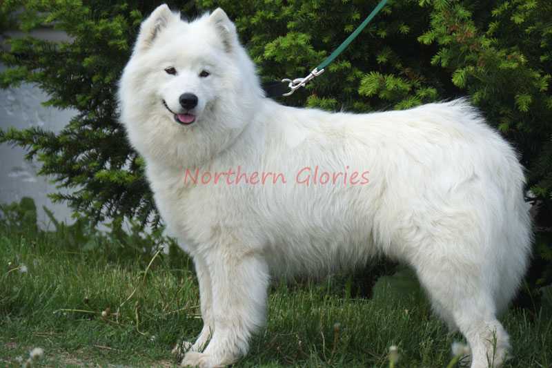 Awesome Is Our Savior Jesus Christ | Samoyed 