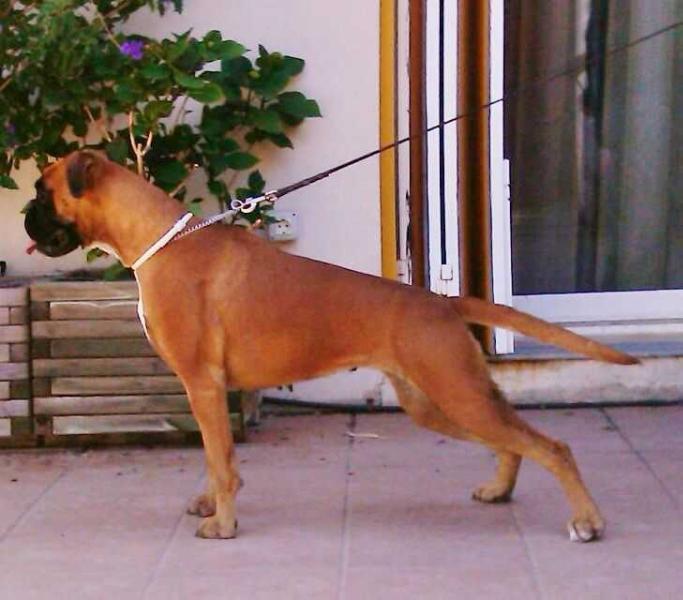 Magia de Kopader | Boxer 