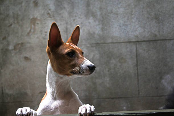 Basenji Dog