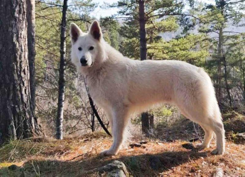 Sibirskoe Solnce Bari | White Swiss Shepherd Dog 