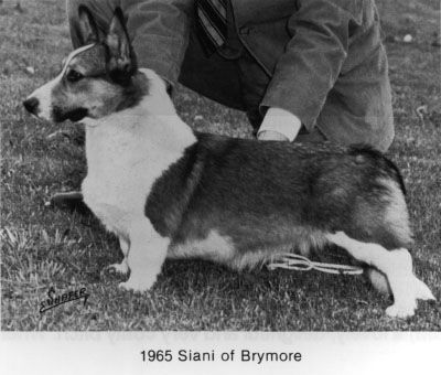 Siani of Brymore | Cardigan Welsh Corgi 