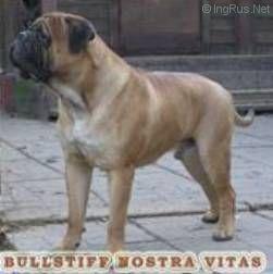 BULLSTIFF NOSTRA VITAS | Bullmastiff 