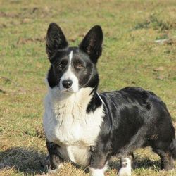 Diana-Princess of Saint Hilaire"s Park | Cardigan Welsh Corgi 