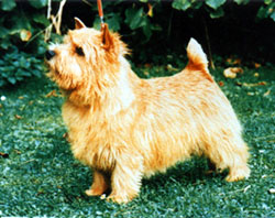 Jaeva Lord Nick | Norwich Terrier 