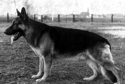 Iran vom Fohlenbrunnen | German Shepherd Dog 